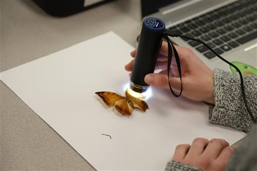 Microscope looking at a butterfly.